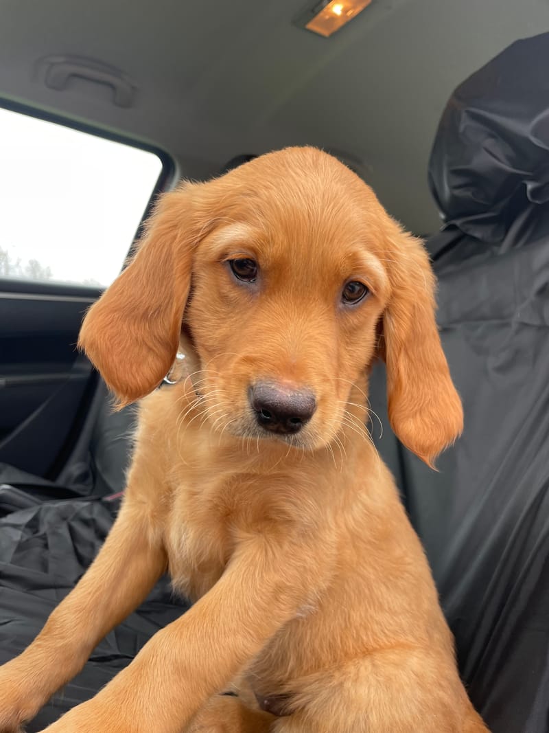 A young fox red golden retriever with long ears sitting on a covered car seat, head tilted towards the camera