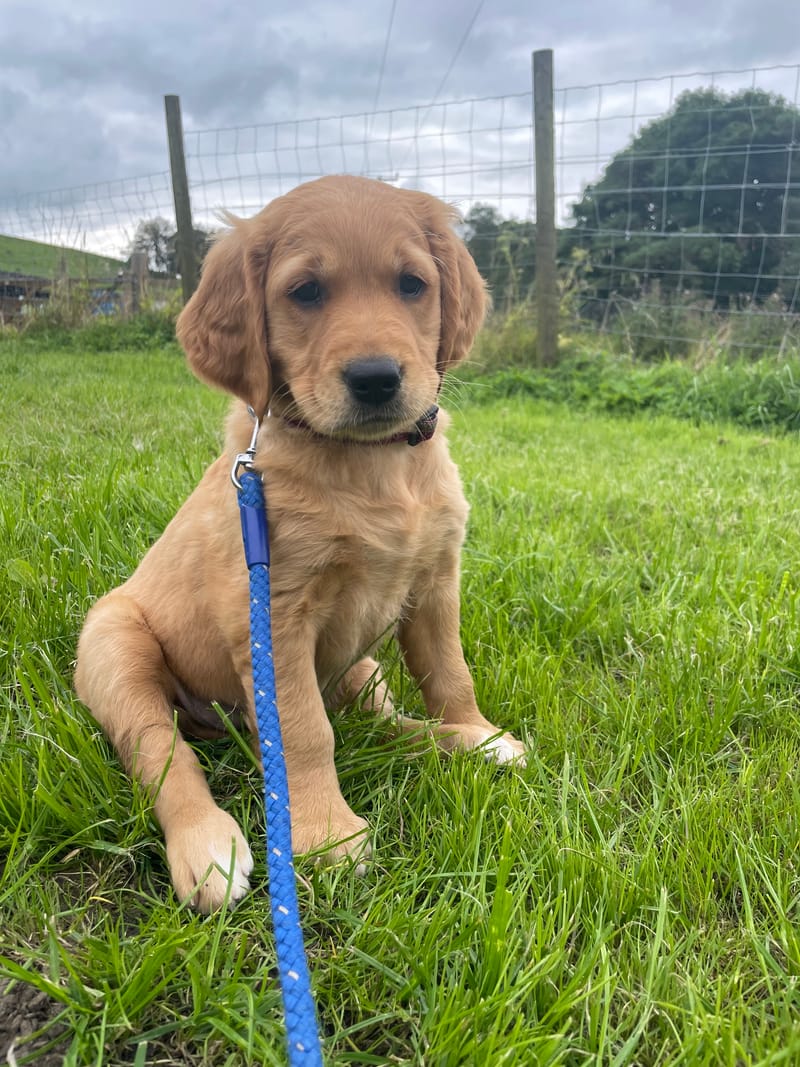 A fox red golden retriever puppy in a blue collar sitting in the grass by a field fence