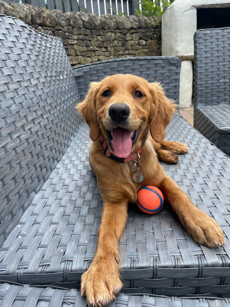 A fox red golden retriever puppy sitting on a garden chair with its tongue out