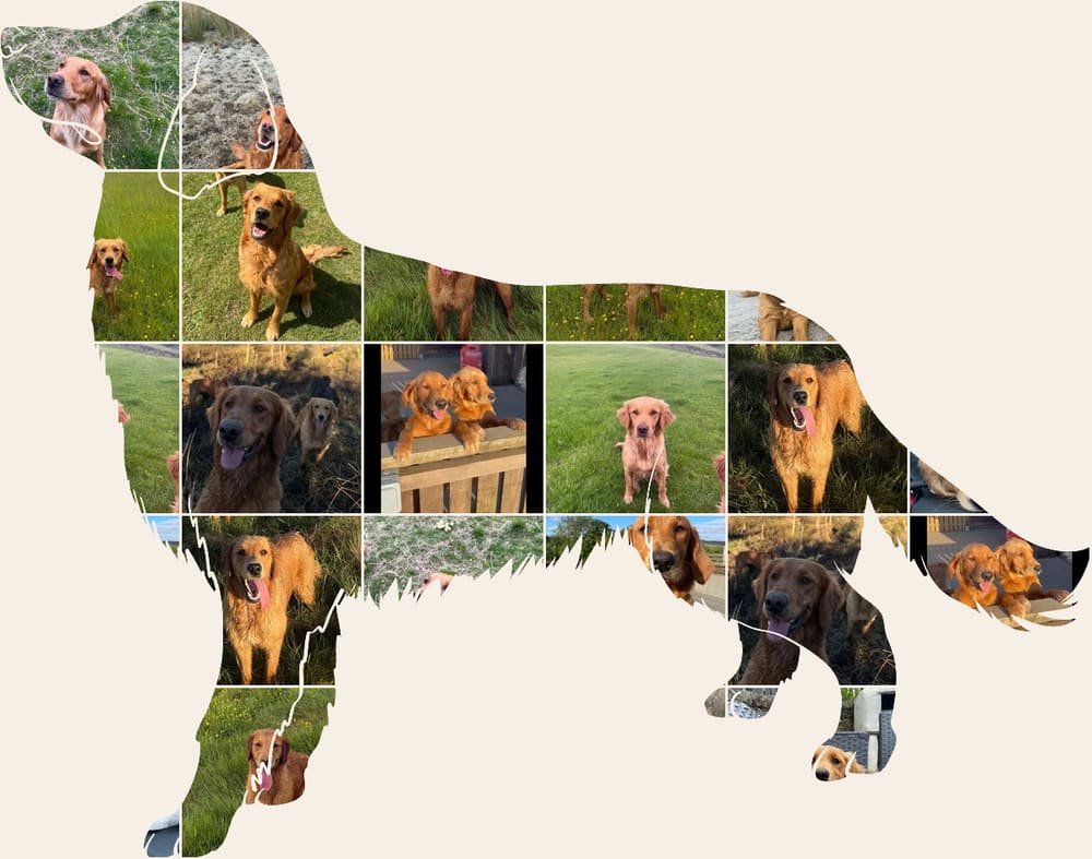 A collage of Catrigg puppies and adult fox red golden retrievers, arranged in the shape of a golden retriever standing in profile.
