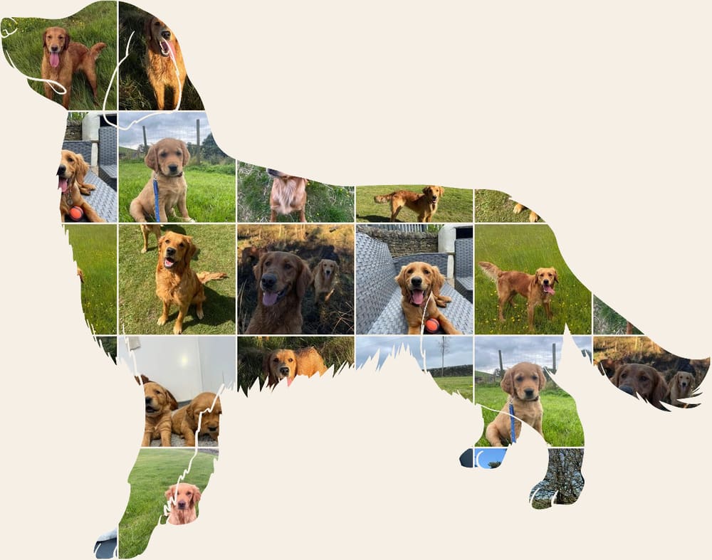 A collage of Catrigg puppies and adult fox red golden retrievers, arranged in the shape of a golden retriever standing in profile.