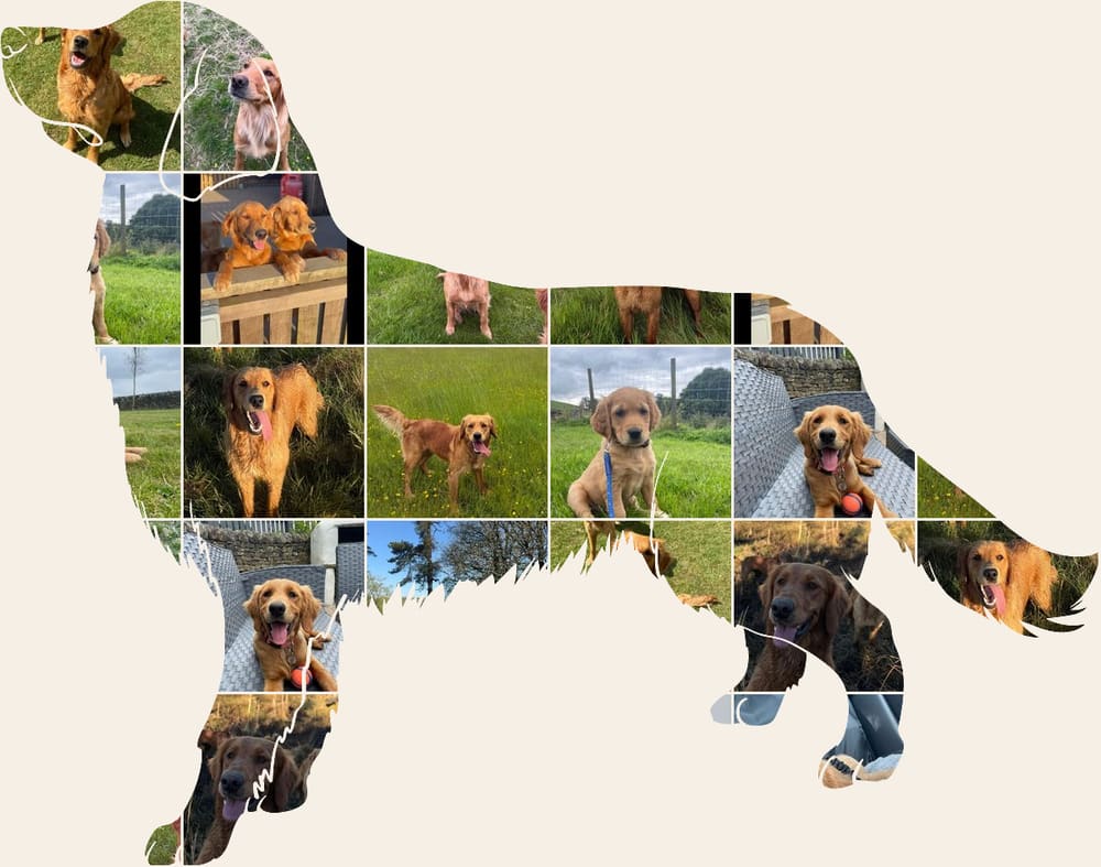 A collage of Catrigg puppies and adult fox red golden retrievers, arranged in the shape of a golden retriever standing in profile.