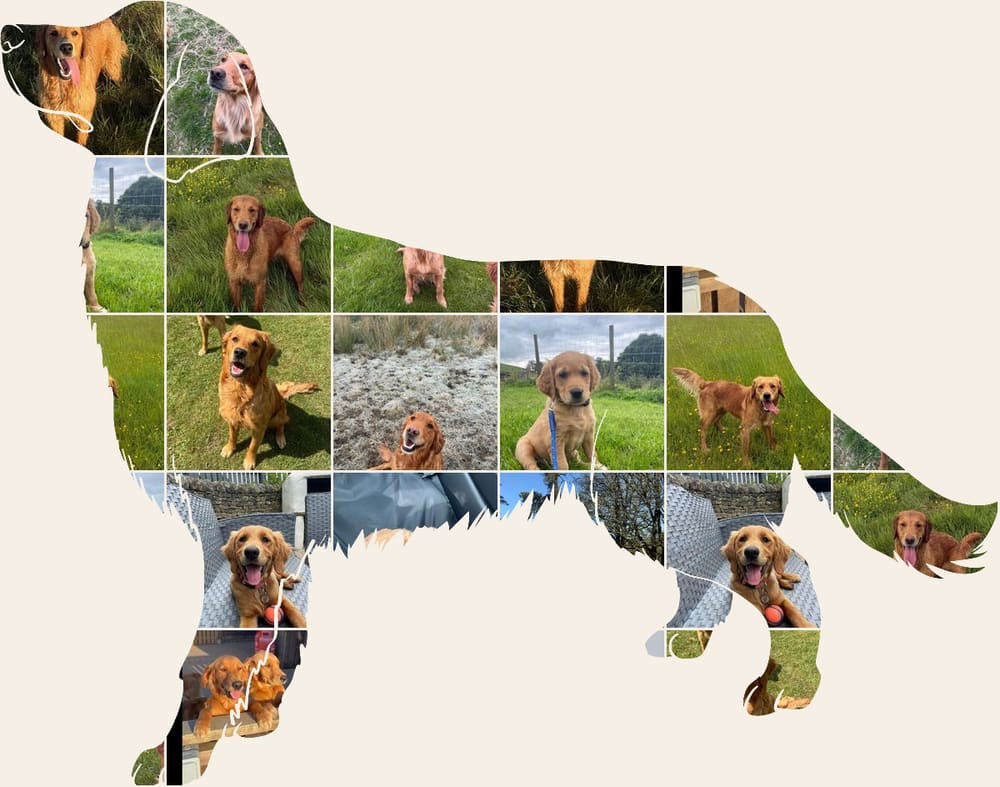 A collage of Catrigg puppies and adult fox red golden retrievers, arranged in the shape of a golden retriever standing in profile.