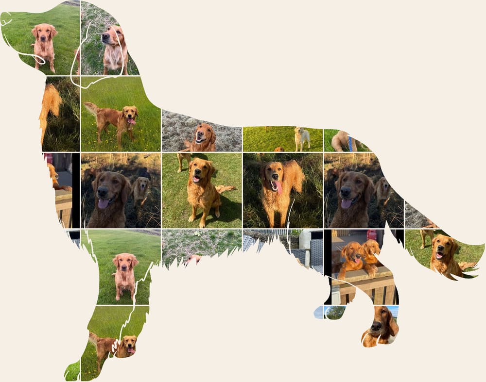 A collage of Catrigg puppies and adult fox red golden retrievers, arranged in the shape of a golden retriever standing in profile.