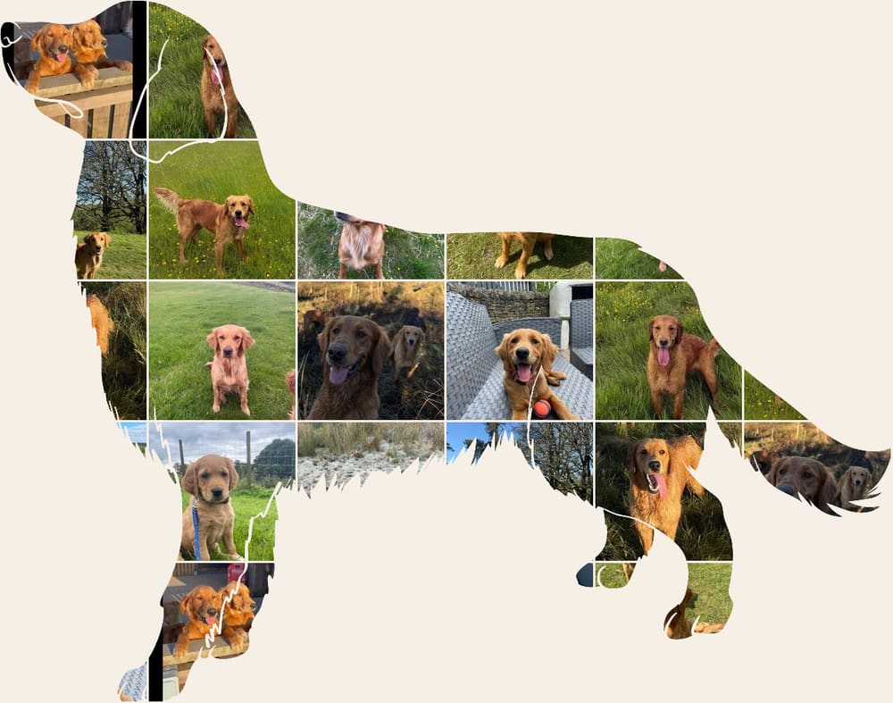 A collage of Catrigg puppies and adult fox red golden retrievers, arranged in the shape of a golden retriever standing in profile.
