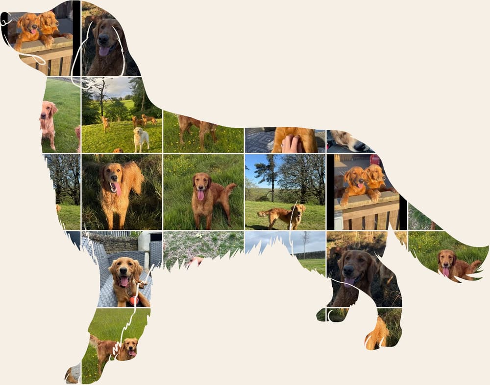 A collage of Catrigg puppies and adult fox red golden retrievers, arranged in the shape of a golden retriever standing in profile.