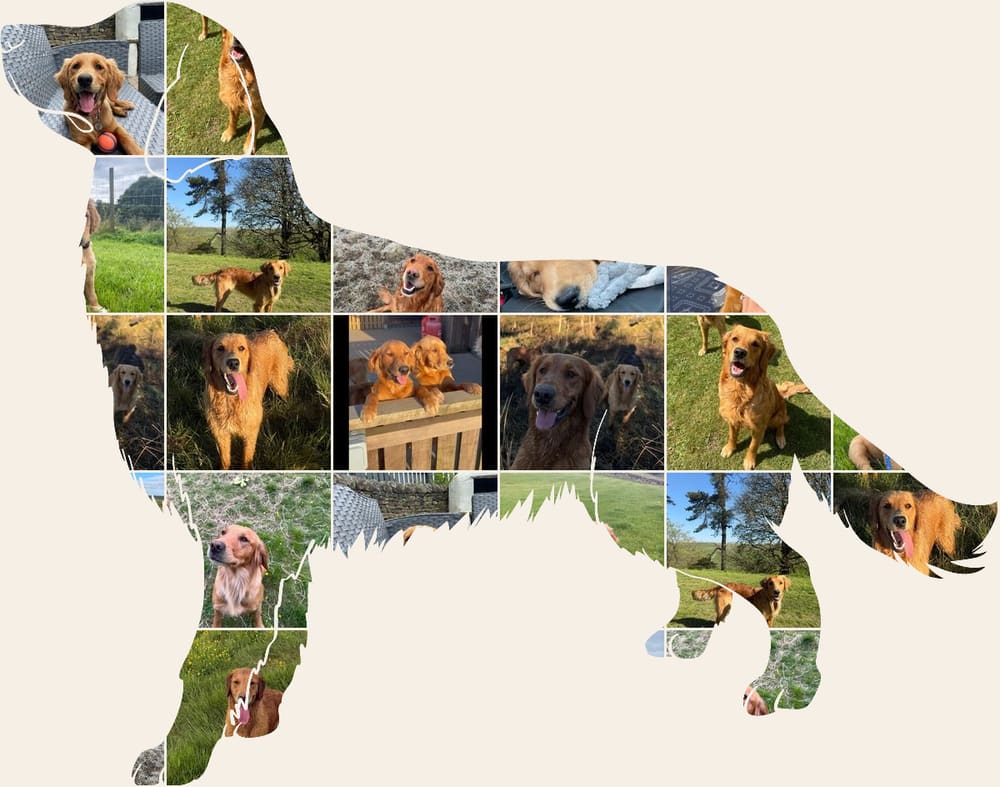 A collage of Catrigg puppies and adult fox red golden retrievers, arranged in the shape of a golden retriever standing in profile.