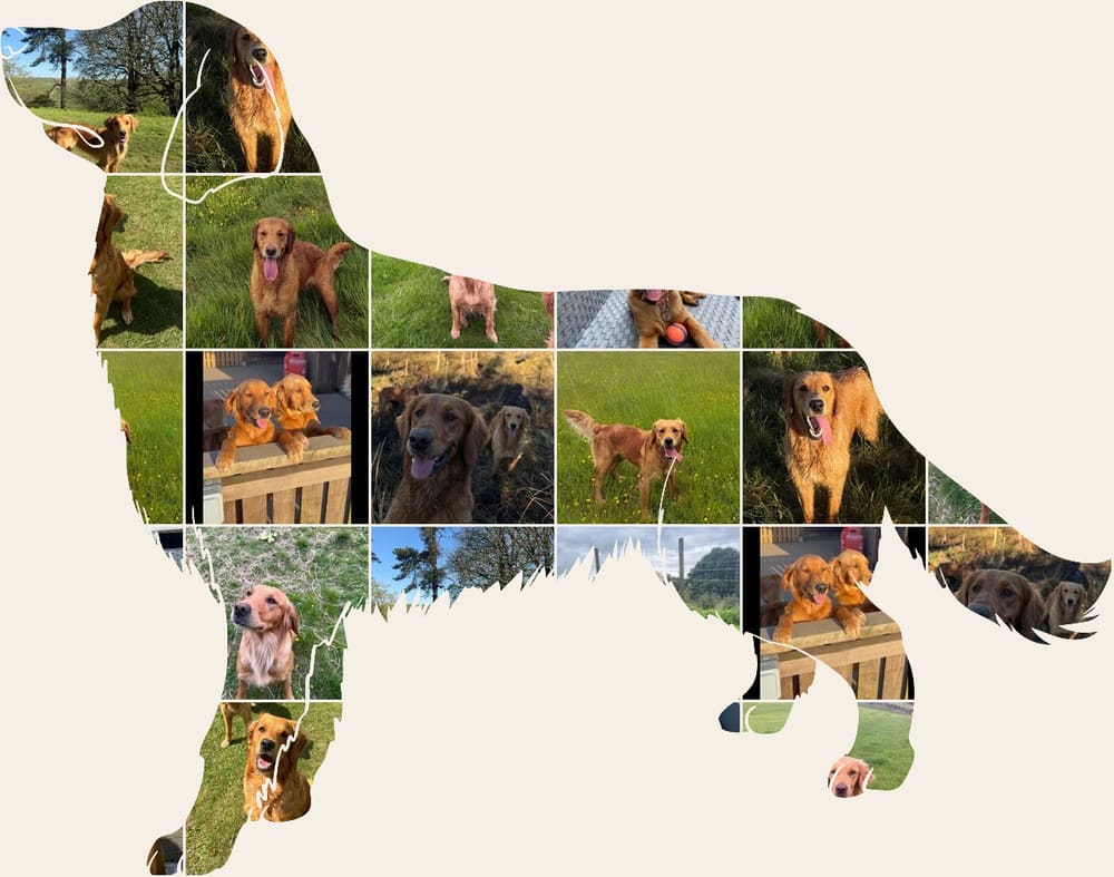 A collage of Catrigg puppies and adult fox red golden retrievers, arranged in the shape of a golden retriever standing in profile.