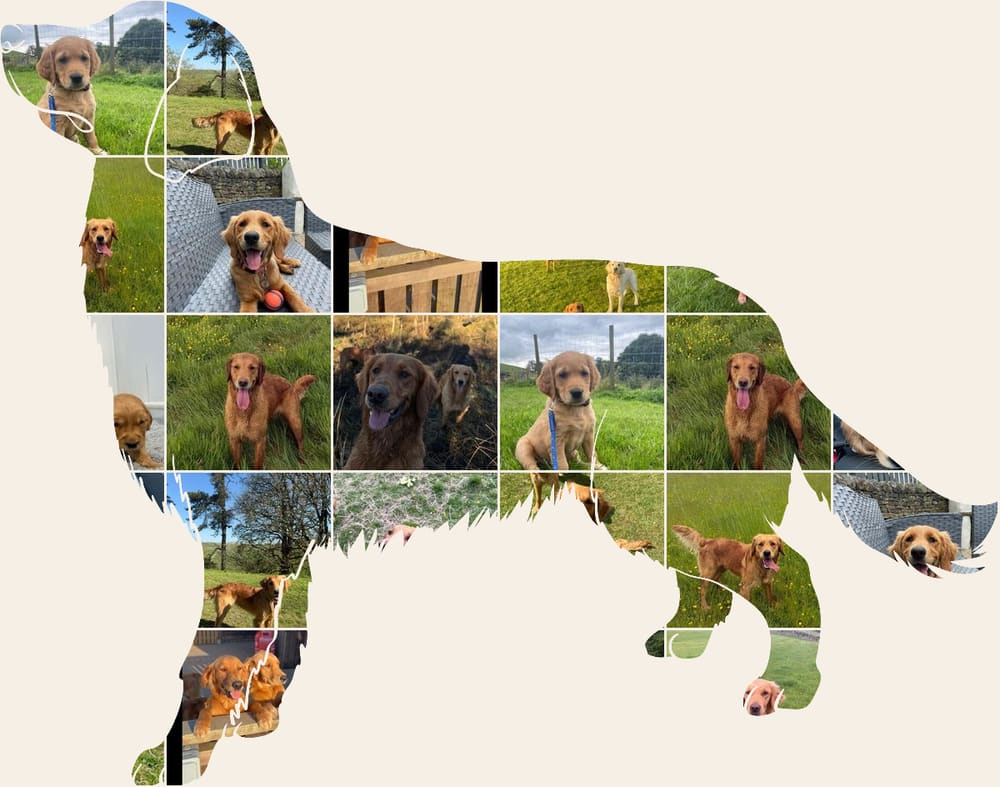 A collage of Catrigg puppies and adult fox red golden retrievers, arranged in the shape of a golden retriever standing in profile.
