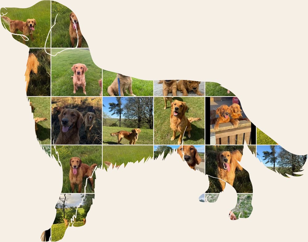 A collage of Catrigg puppies and adult fox red golden retrievers, arranged in the shape of a golden retriever standing in profile.