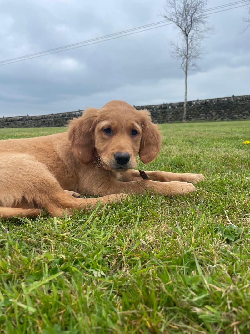A fox red golden retriever puppy lying on the grass in front of a drystone wall in the Yorkshire Dales