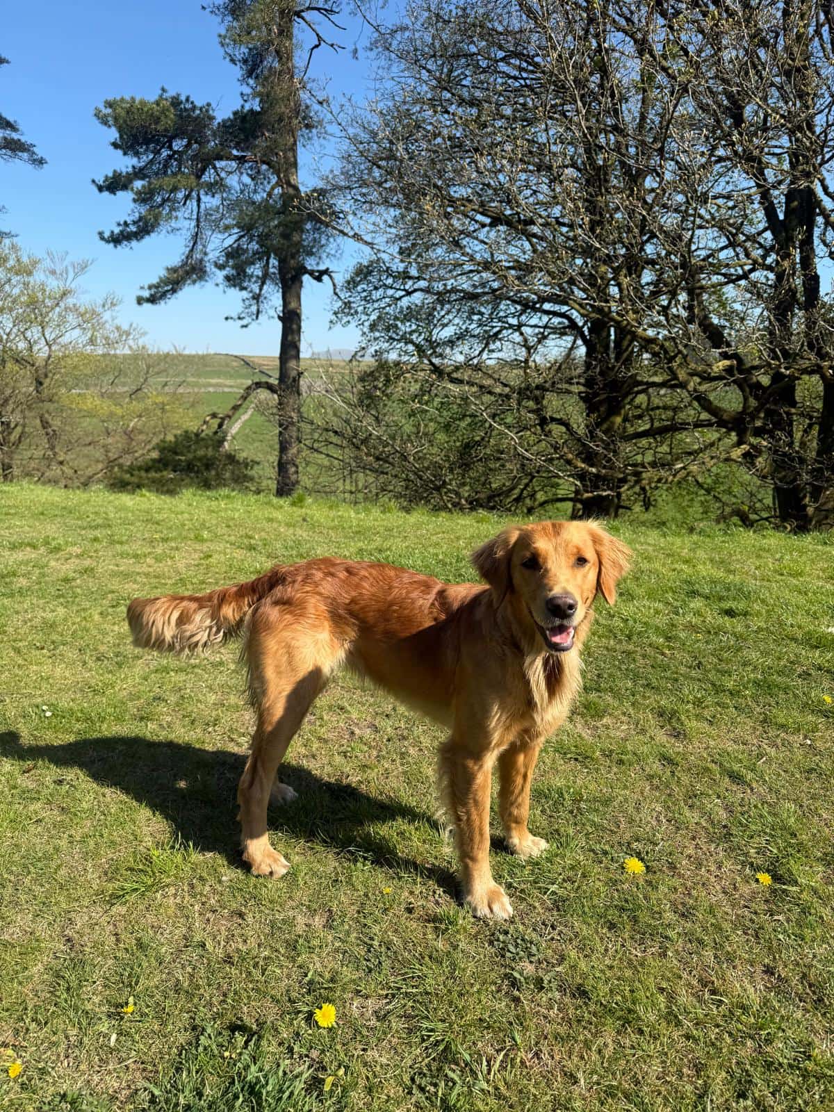 Harriet, a fox red golden retriever, alert and looking towards the camera