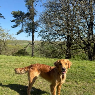 Harriet, a fox red golden retriever at Catrigg Retrievers