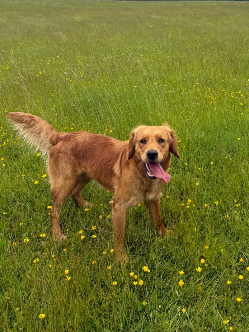 Hollie, a soft-coated fox red golden retriever, lying down with a gentle expression