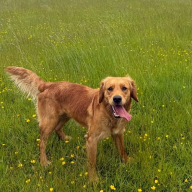 Hollie, a fox red golden retriever at Catrigg Retrievers