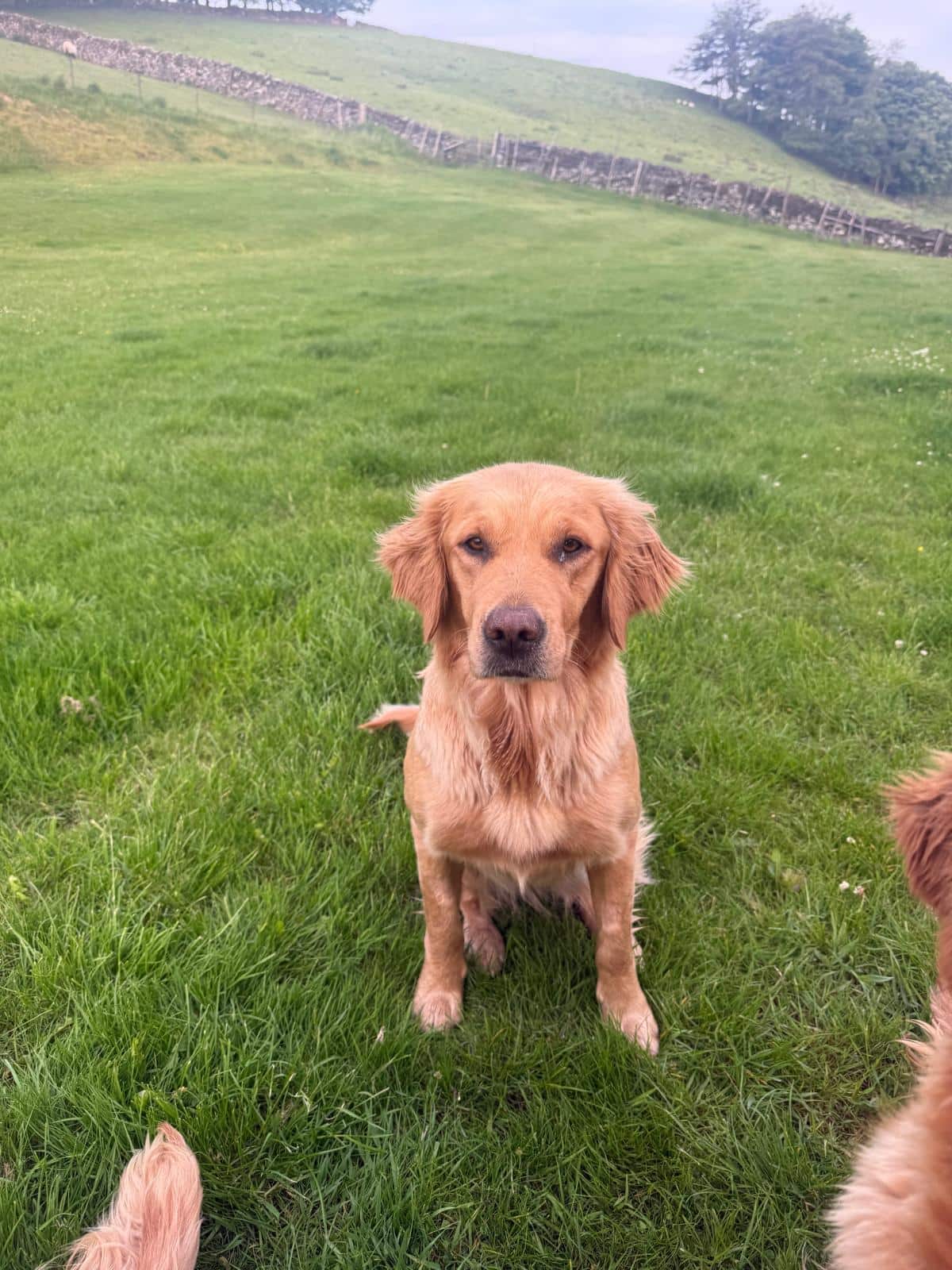 Lucy, a dark fox red golden retriever, sitting calmly in the sunshine