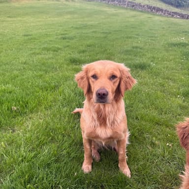 Lucy, a fox red golden retriever at Catrigg Retrievers