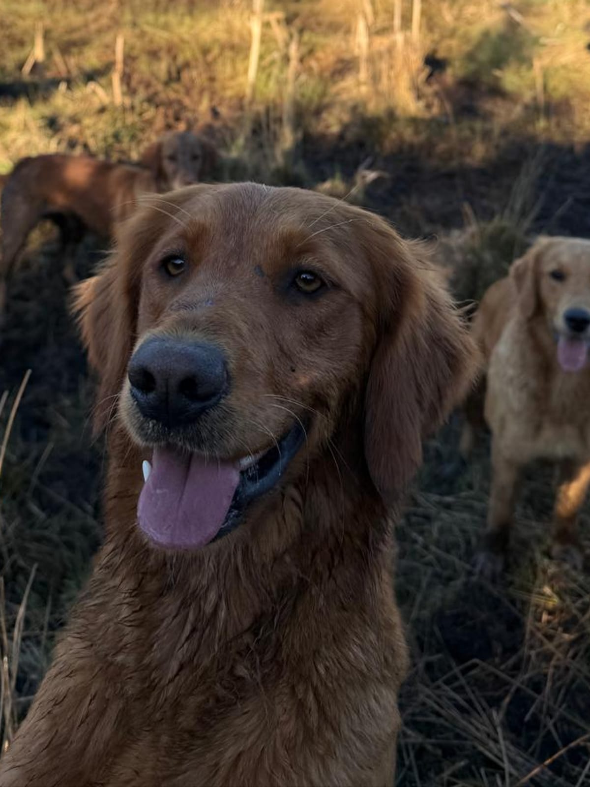Margot, a wavy-coated fox red golden retriever, greeting the camera head on