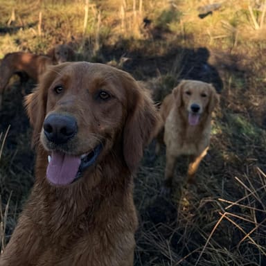 Margot, a fox red golden retriever at Catrigg Retrievers