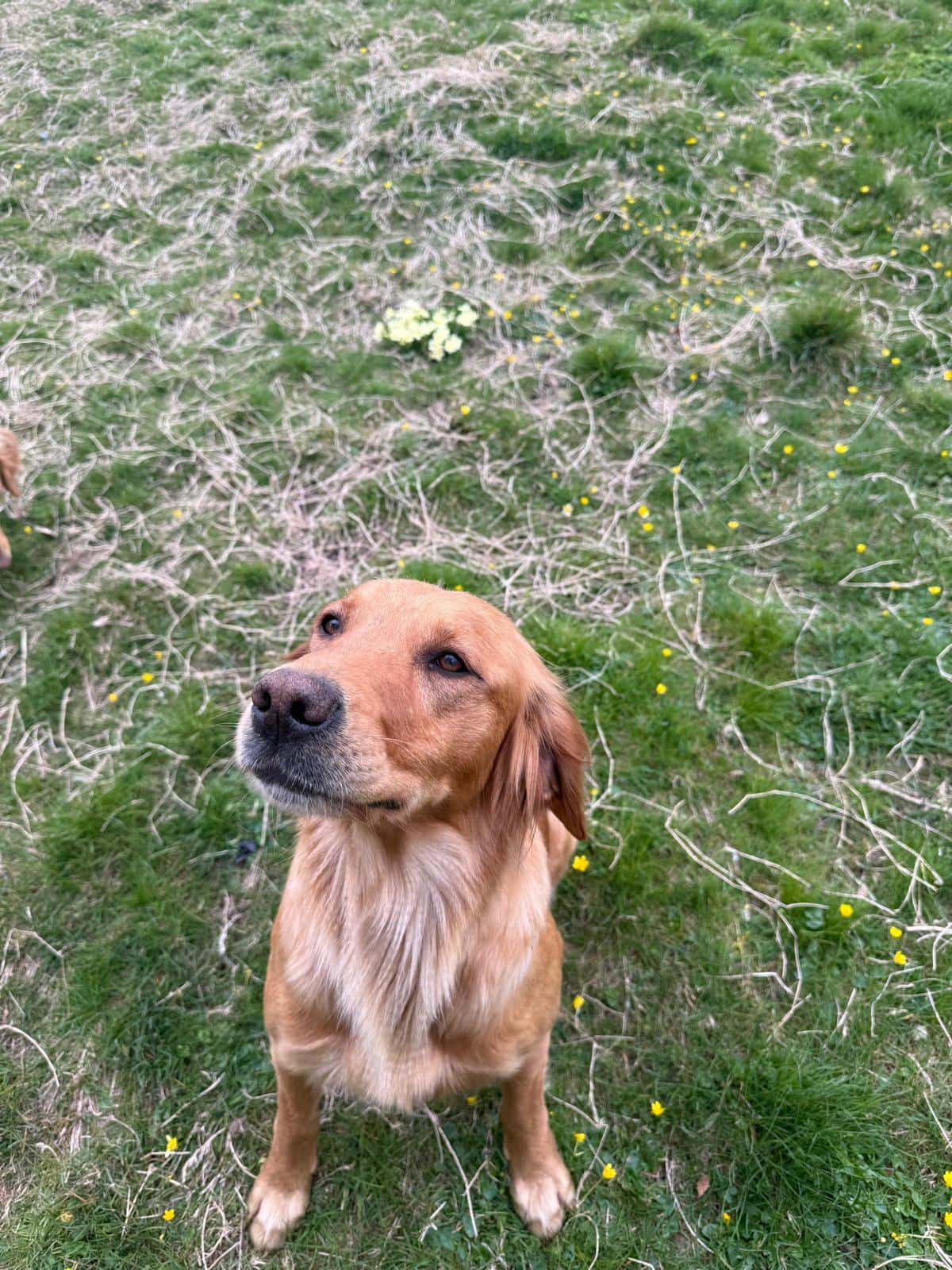 Megan, a fox red golden retriever, mid-stride across an open field