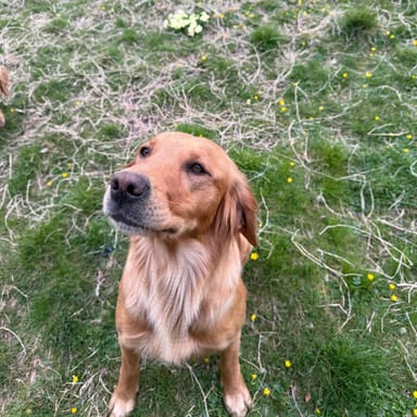 Megan, a fox red golden retriever at Catrigg Retrievers