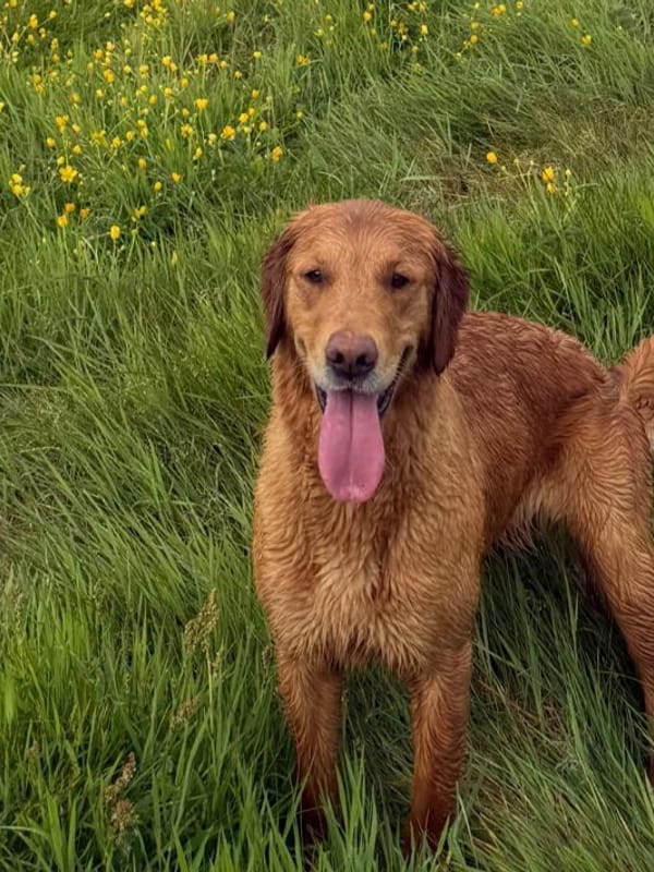 Misty, a fox red golden retriever, resting on the grass in the Yorkshire Dales