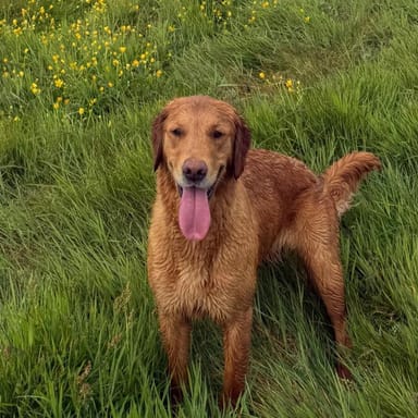 Misty, a fox red golden retriever at Catrigg Retrievers