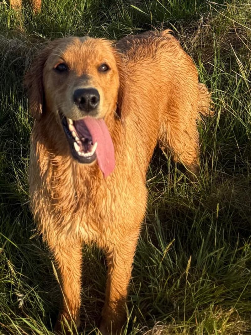 Nora, a thick-coated fox red golden retriever, with a bright and expressive face