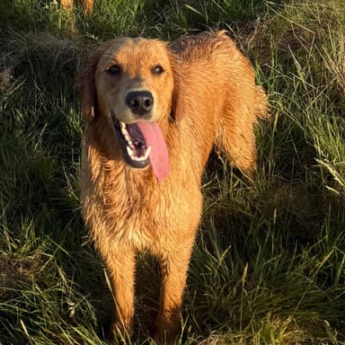 Nora, a fox red golden retriever at Catrigg Retrievers