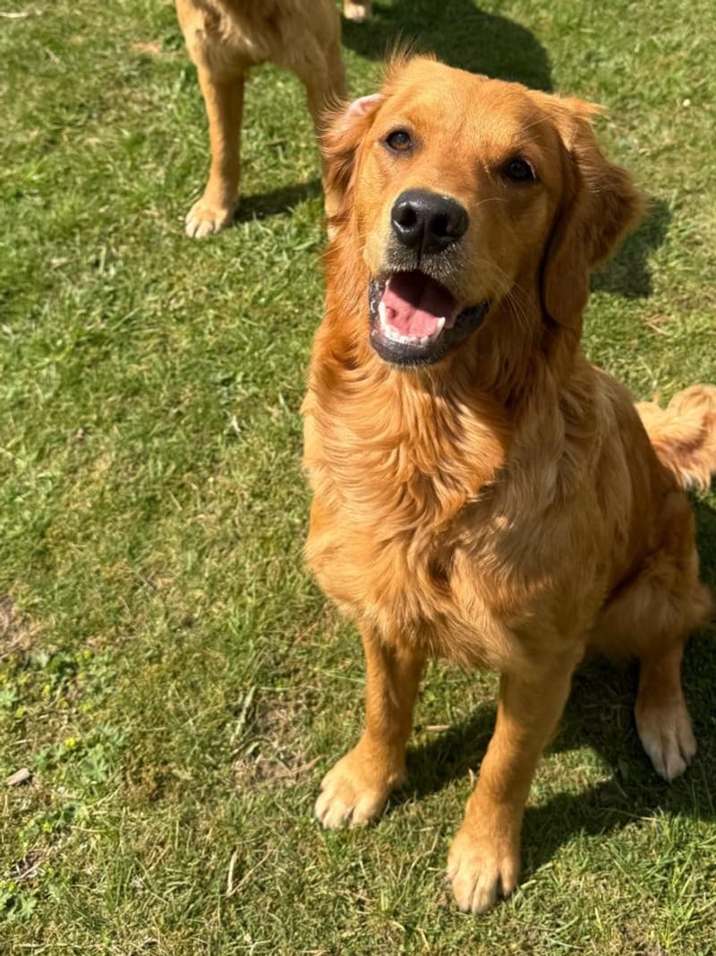 Skye, a glossy-coated fox red golden retriever, standing alert in the open air
