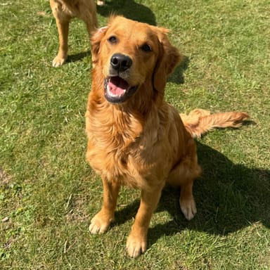Skye, a fox red golden retriever at Catrigg Retrievers