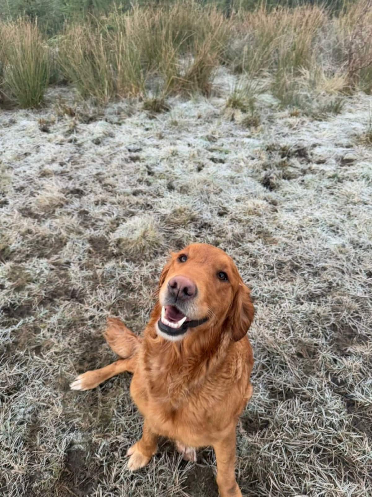 Willow, a fox red golden retriever, standing in long grass on a bright day