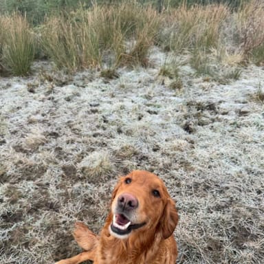 Willow, a fox red golden retriever at Catrigg Retrievers