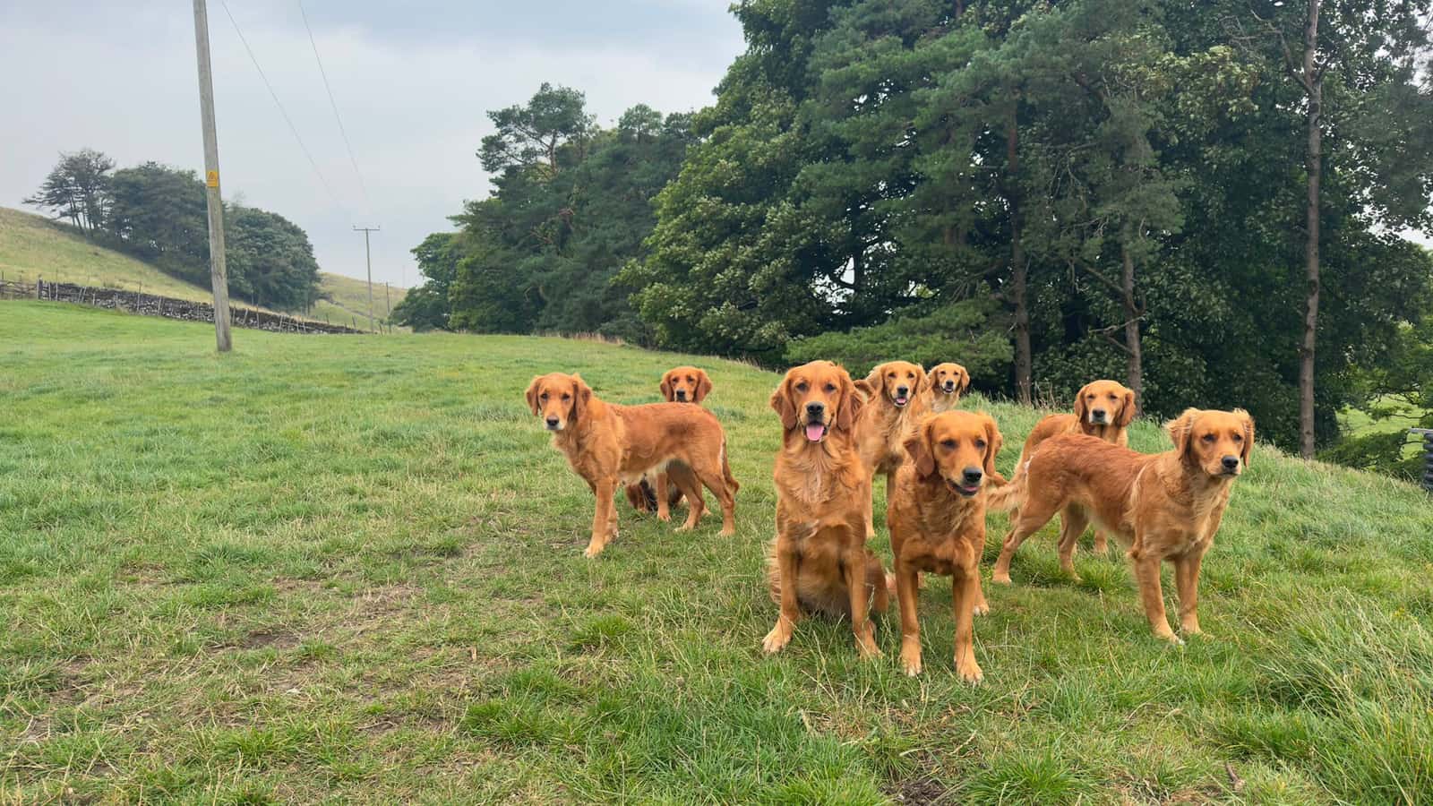 Eight fox red golden retrievers standing together in a sloping Yorkshire Dales field below a treeline