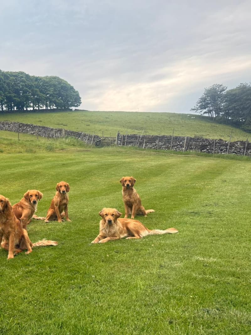Fox red golden retrievers sitting together in a Dales field beside a drystone wall