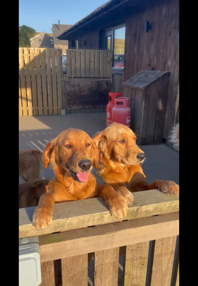 Margot and Hollie, two adult fox red golden retrievers, leaning over a wooden gate in the evening sun