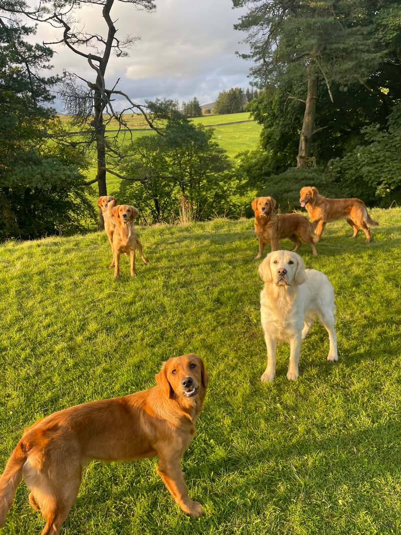 Several adult fox red golden retrievers in a green field edged with trees at Catrigg