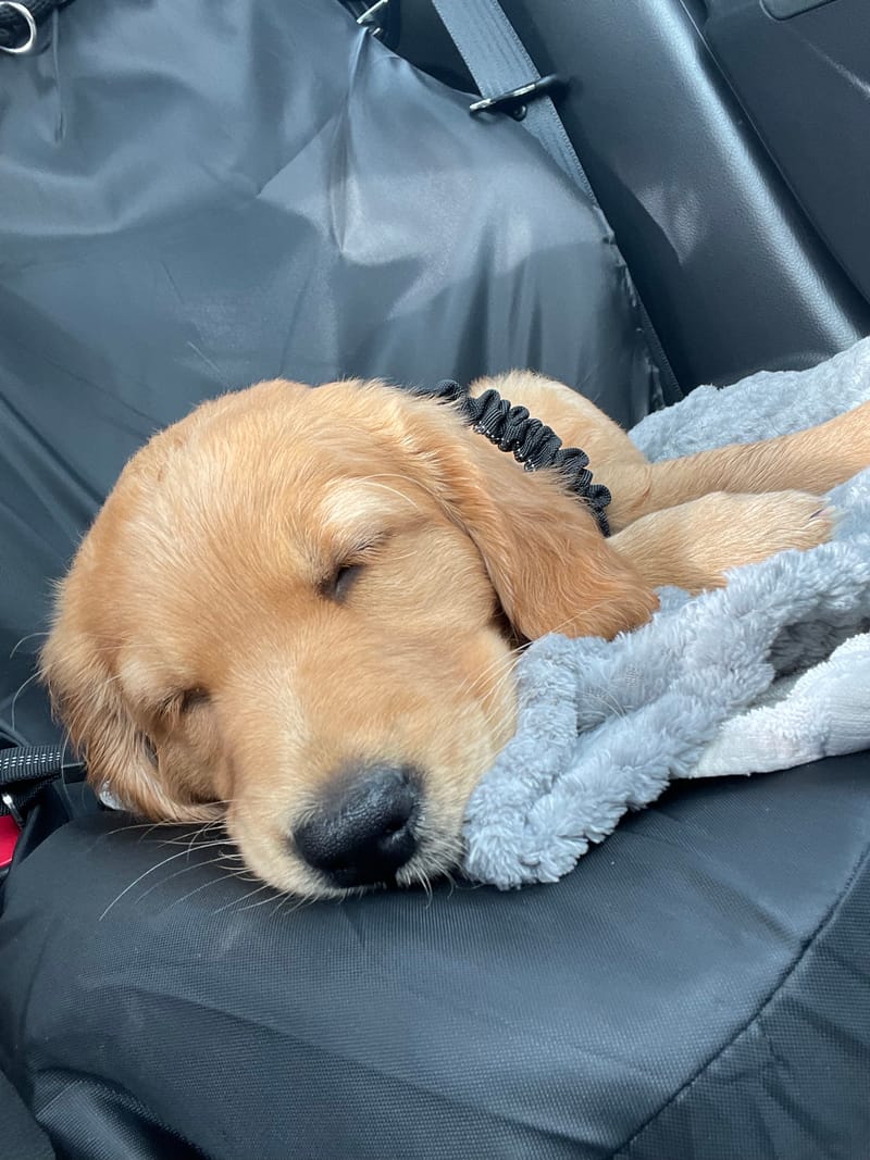 A fox red golden retriever puppy asleep on a pale blue blanket