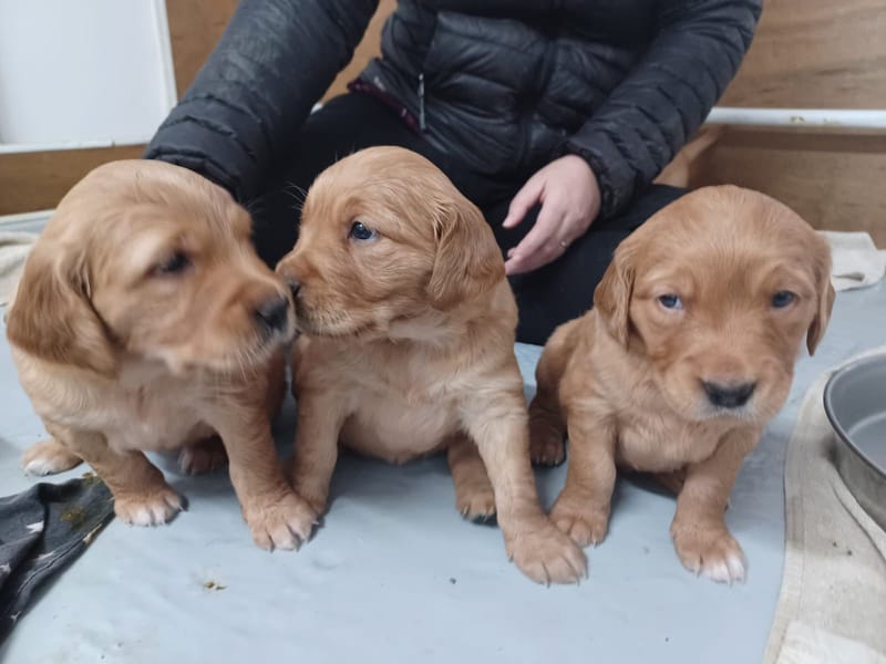 Three young golden retriever puppies sitting up together with their eyes newly open, beside a member of the team kneeling next to them