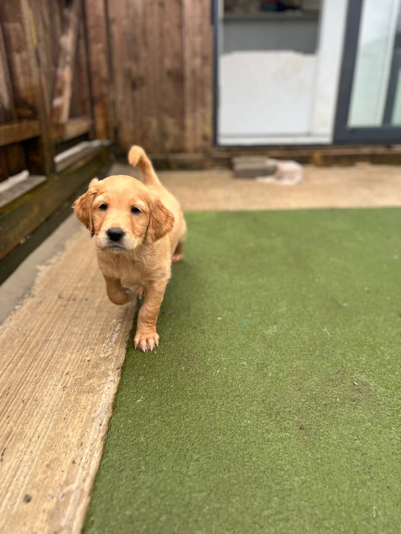 A golden retriever puppy walking out onto the artificial grass of the outdoor run beside the kennel building